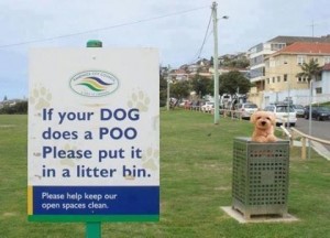Dog Poo Poster